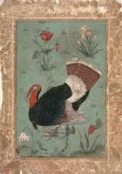 Turkey, Mughal